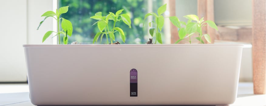 A small indoor planter containing herbs